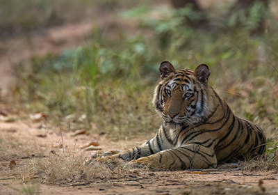 White Tiger